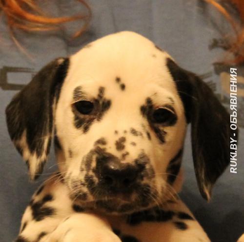 Щенки далматина. Минск