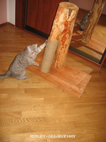 Тренажёр когтедралка для котят и взрослых особей. Минск