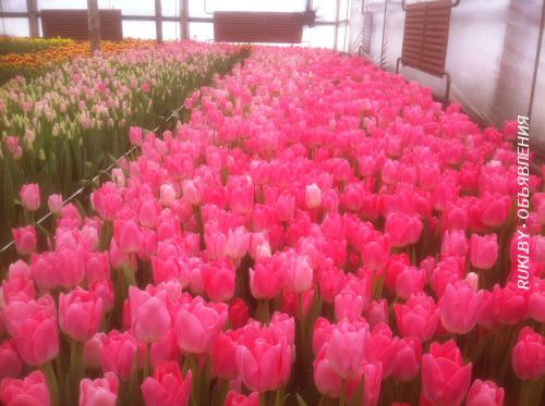 Продам тюльпаны оптом. Брестская область, Пинск