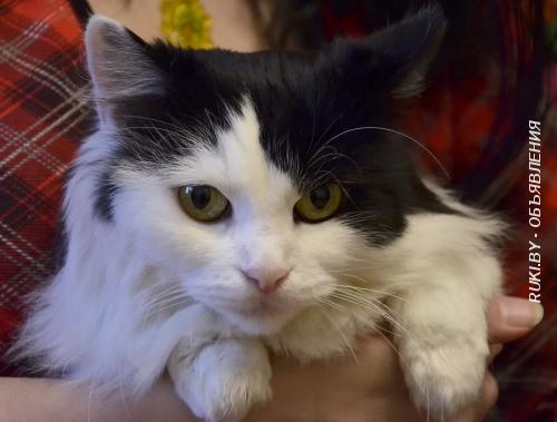 Несущая уют и тепло. Кошка в дар. Минск