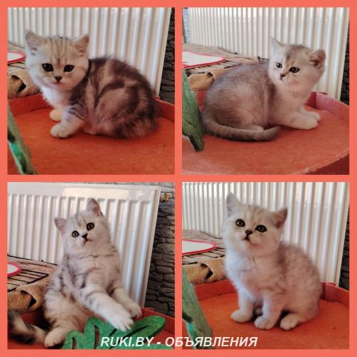 Шотландские котята.. Минск