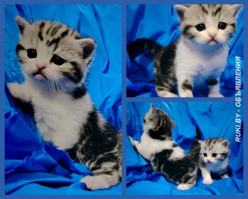 Шотландские котята. кошки. Минск