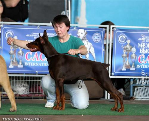 Добермана щенок. Лучший щенок выставки. От питомника Dar Felven. Минск