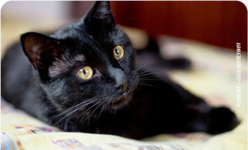 Шикарный котик с отличным характером в дар , в добрые руки. Минск